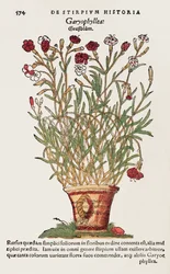 Œillet, de De Historia Stirpium par Leonard Fuchs (1501-66) 1545